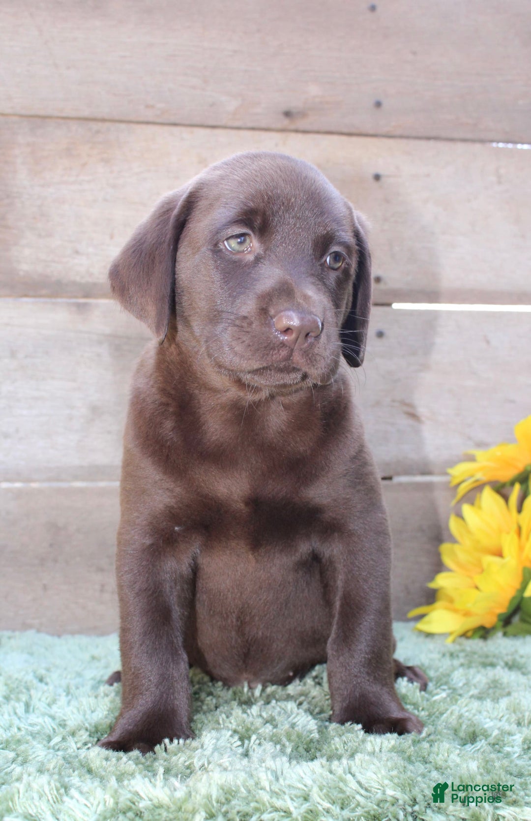 Labrador Retriever dogs for sale: Bonnie - Image 4