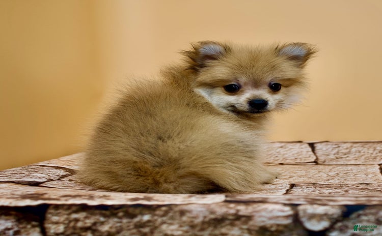 Pomeranian dogs for sale - Ad 3