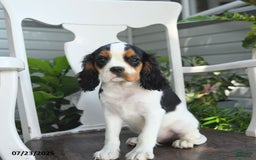 Cavalier King Charles Spaniel dogs for sale: Clapton - Image 5