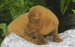 Miniature Dachshund dogs for sale: Tabitha - Image 5