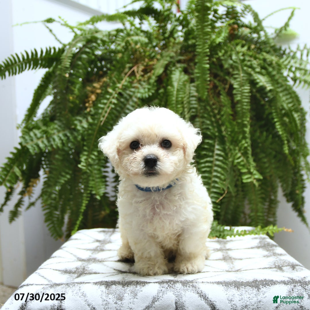 Bichon Frise dogs for sale: Zeke - Image 4