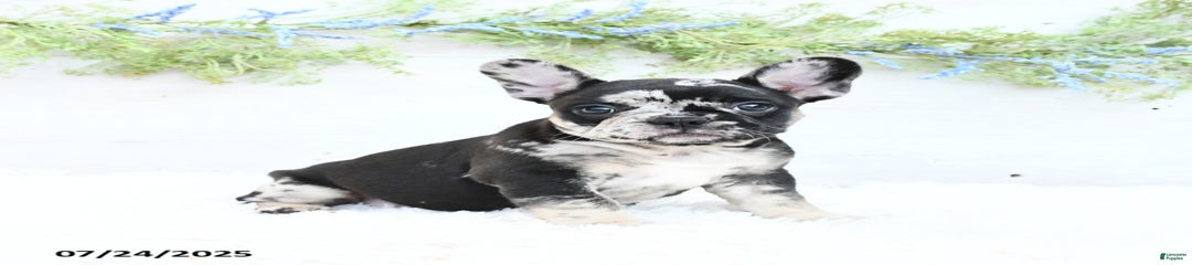 Tonya