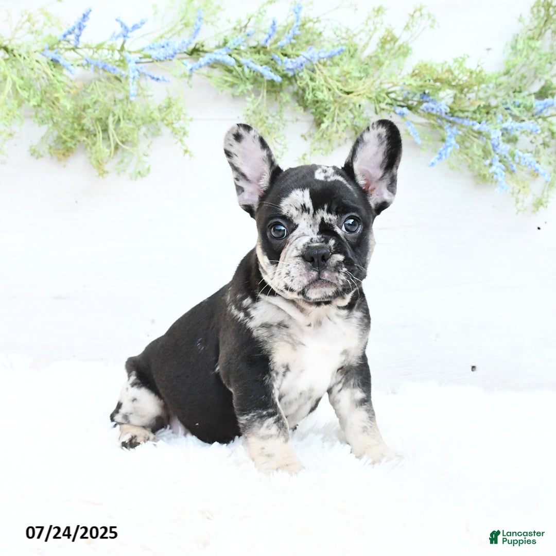 French Bulldog dogs for sale: Tonya - Image 5