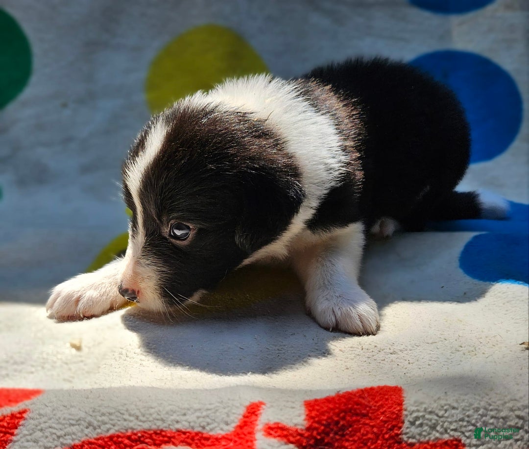 Border Collie dogs for sale: Donnie - Image 12