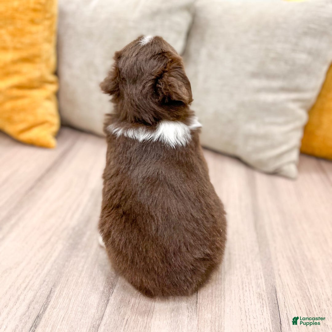 Australian Shepherd dogs for sale: Milo - Image 9