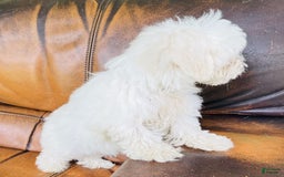Maltese dogs for sale: Beau - Image 20