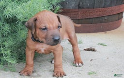 Rhodesian Ridgeback dogs for sale: Greg - Image 3
