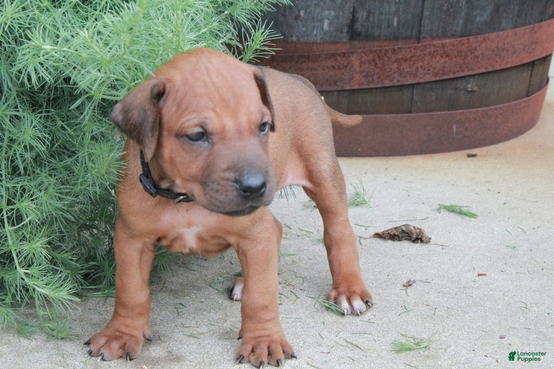 Rhodesian Ridgeback dogs for sale: Greg - Image 3