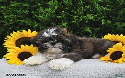 Shih Tzu dogs for sale: Mocha - Image 8