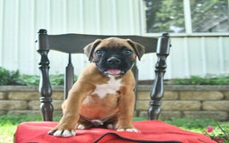 Boxer dogs for sale: Frederick - Image 10