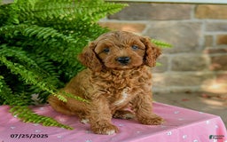 Cavapoo dogs for sale: Valor - Image 3