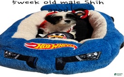 Shihpoo dogs for sale: Ray Ray - Image 1