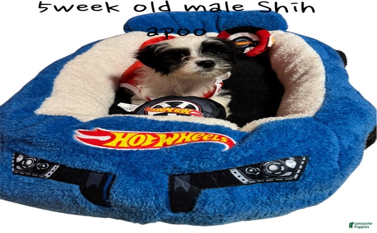 Shihpoo dogs for sale - Ad 1