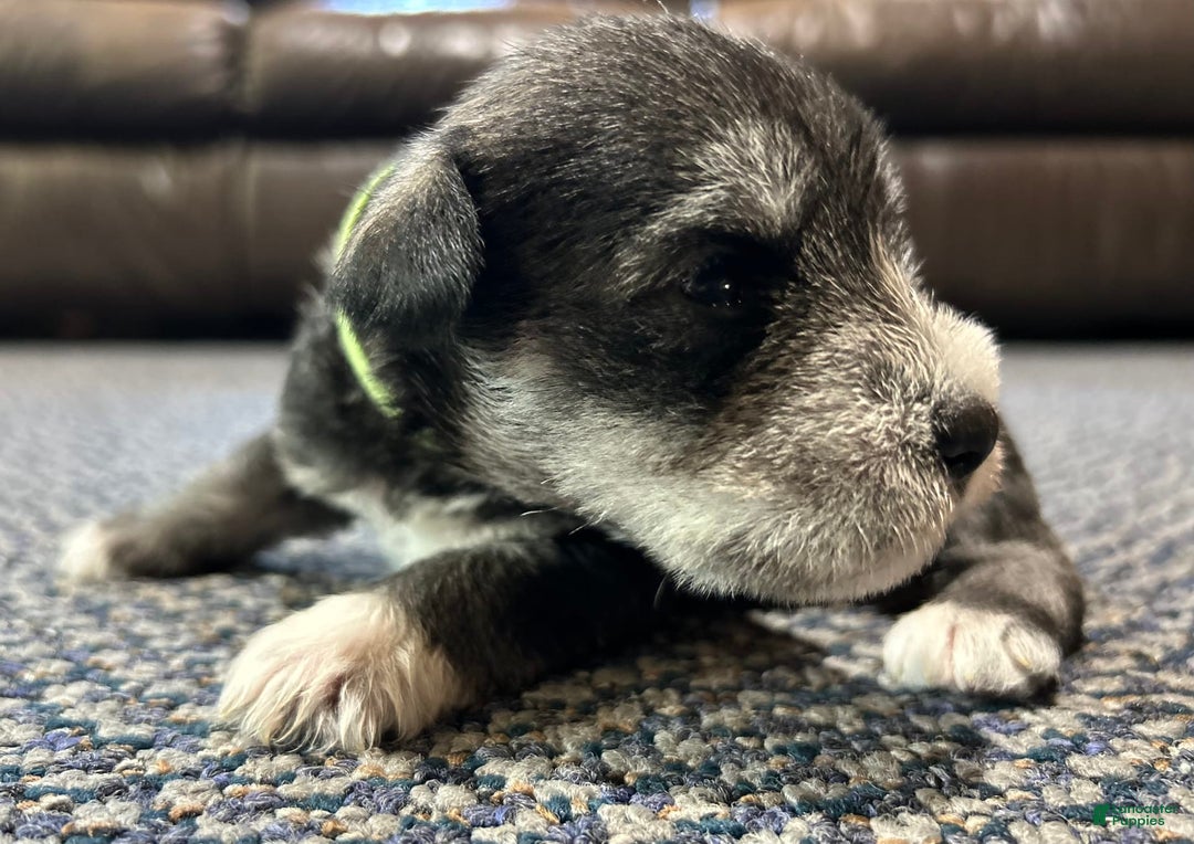 Miniature Schnauzer dogs for sale: Cooper - Image 8