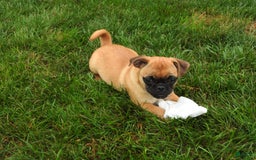 Jug dogs for sale: Riley - Image 5