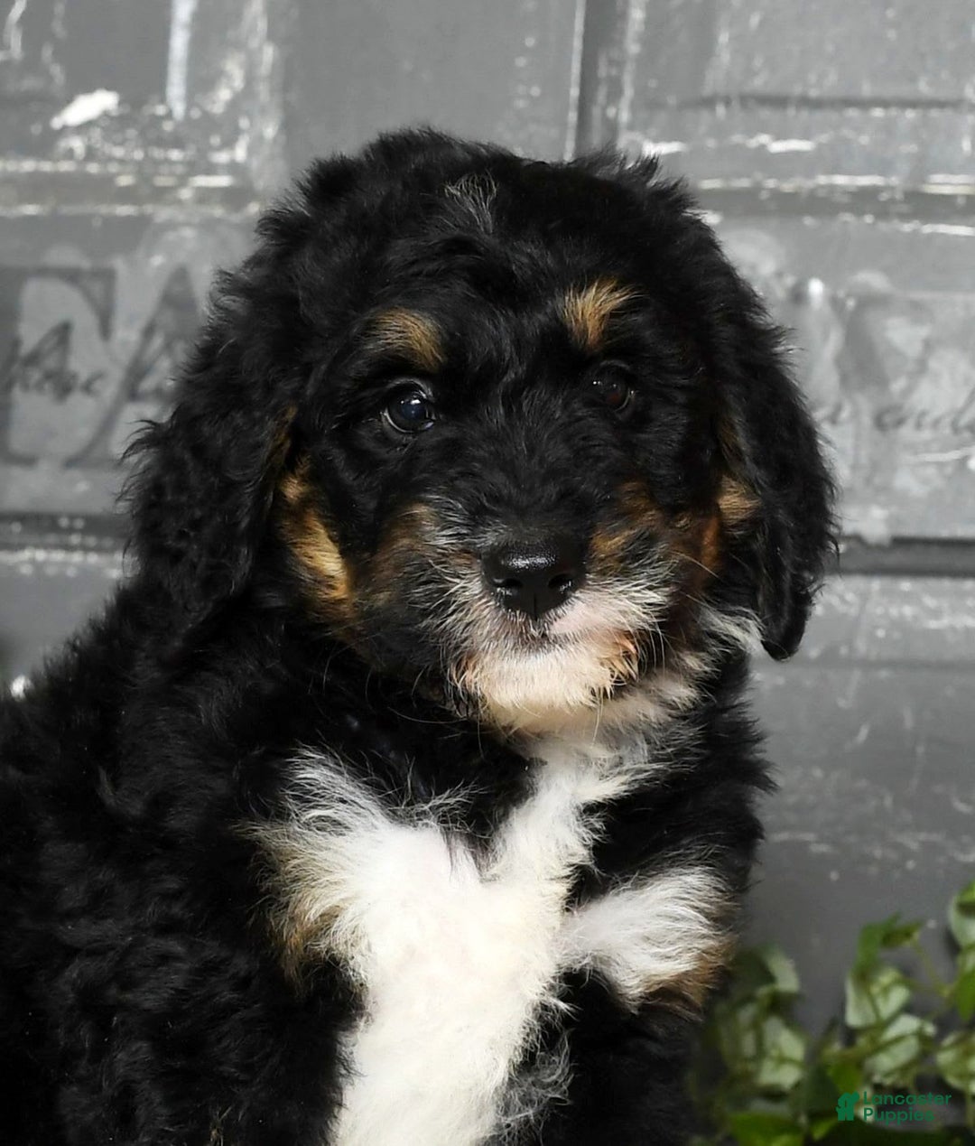 Bernedoodle dogs for sale: Delores - Image 6