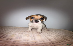 Jack Russell Terrier dogs for sale: Sydney - Image 7