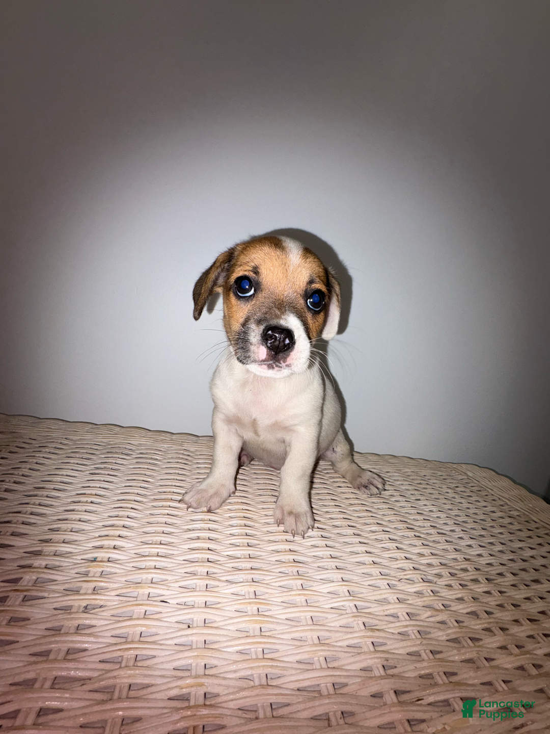 Jack Russell Terrier dogs for sale: Sydney - Image 7