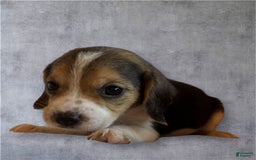 Siberian Husky dogs for sale: Venus - Image 3