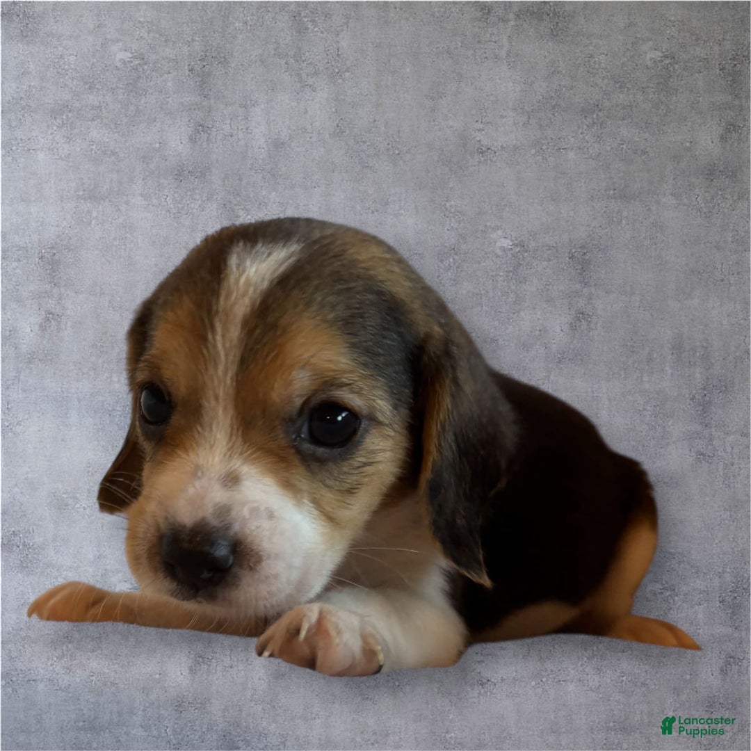 Siberian Husky dogs for sale: Venus - Image 3