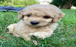 Labradoodle dogs for sale: Maxwell - Image 16