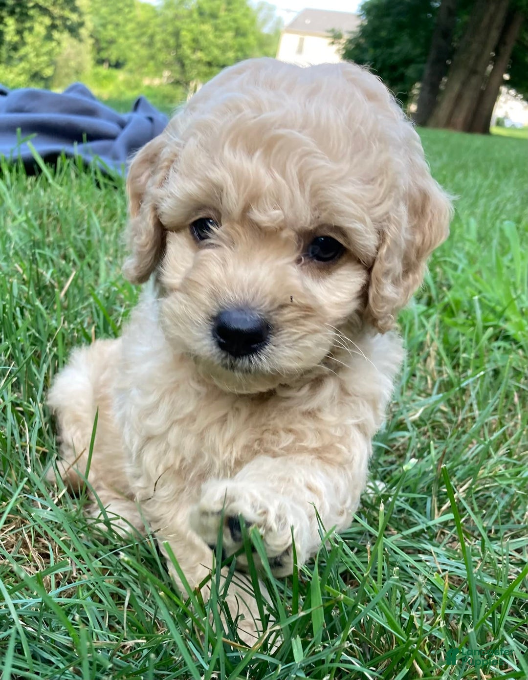 Labradoodle dogs for sale: Maxwell - Image 16