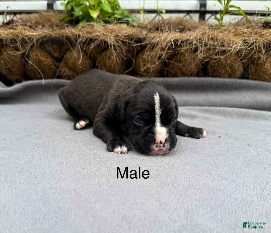 Boxer dogs for sale: Sealed Brindle - Image 1