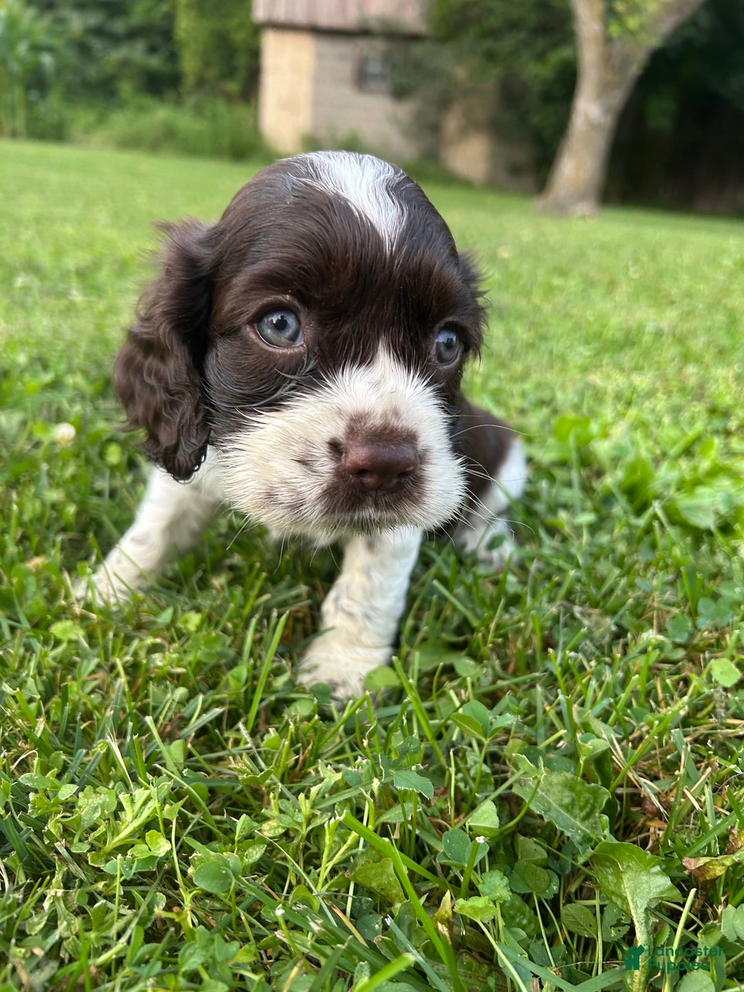 Cocker Spaniel dogs for sale: Sammy - Image 5