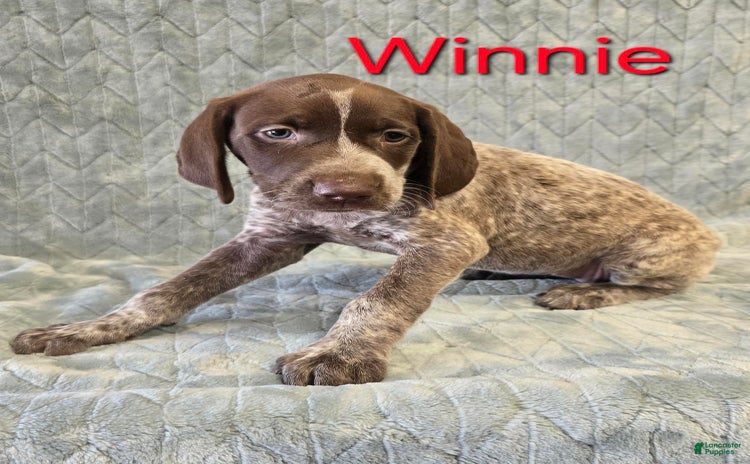 German Shorthaired Pointer dogs for sale - Ad 4
