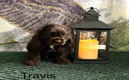 Cocker Spaniel dogs for sale: Travis - Image 2