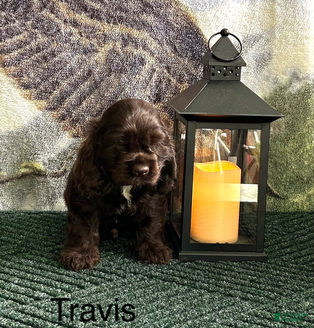 Cocker Spaniel dogs for sale: Travis - Image 2