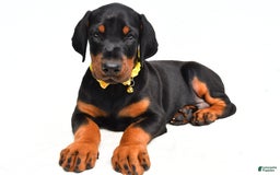 Doberman Pinscher dogs for sale: Marley - Image 5