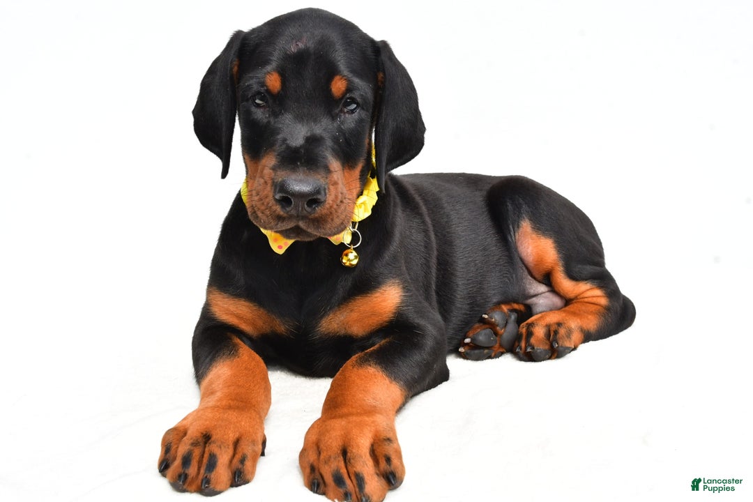 Doberman Pinscher dogs for sale: Marley - Image 5