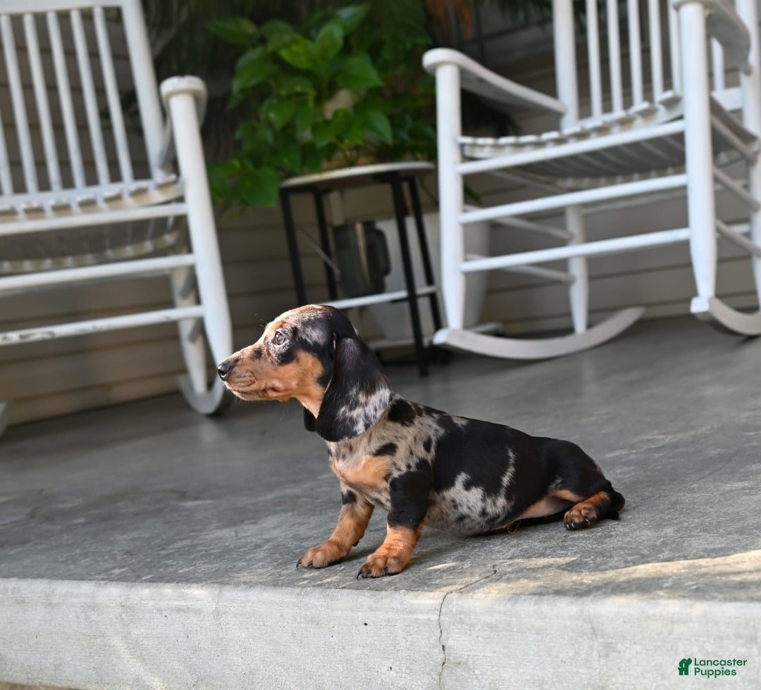 Miniature Dachshund dogs for sale: Shela - Image 4