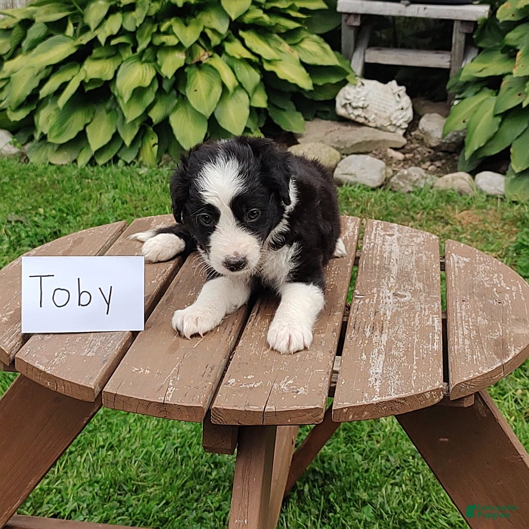 Border Collie dogs for sale: Toby - Image 1