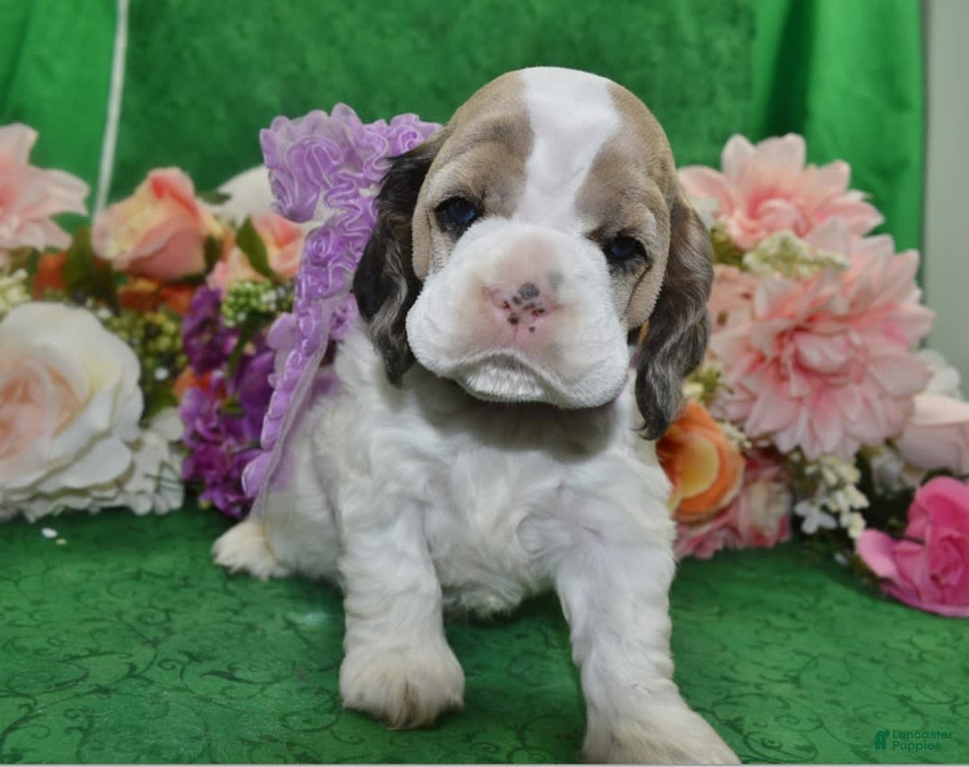 Cocker Spaniel dogs for sale: Akcarielsablepartimerleblueeyescockerpuppy - Image 3