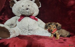 Miniature Dachshund dogs for sale: Josie - Image 4