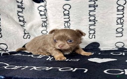 Chihuahua dogs for sale: Tobias Lavender Long Coat - Image 21