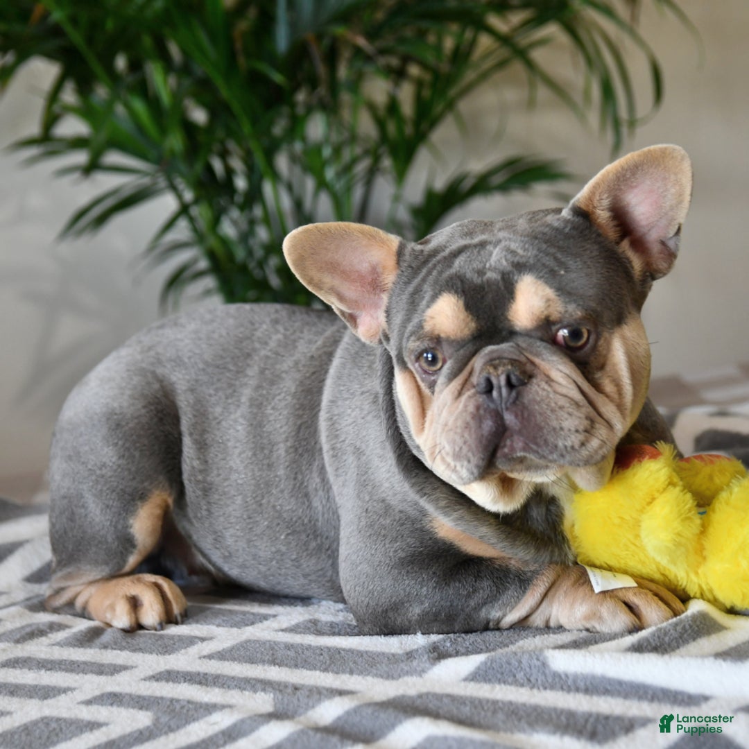 French Bulldog dogs for sale: Felix - Image 7