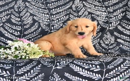 Golden Retriever dogs for sale: Dixie - Image 1
