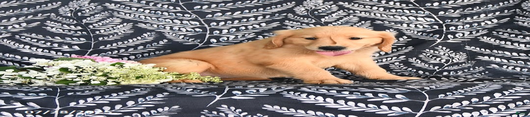 Dixie
