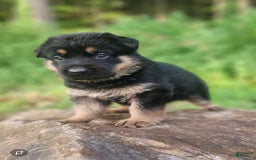 German Shepherd dogs for sale: Kimber - Image 1