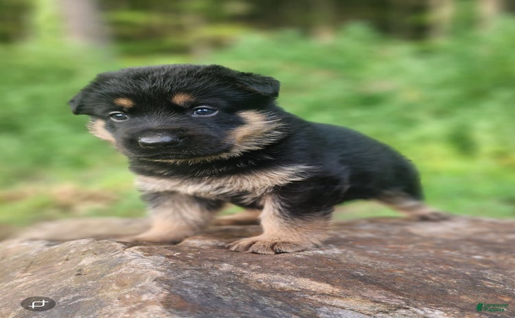 German Shepherd dogs for sale - Ad 5
