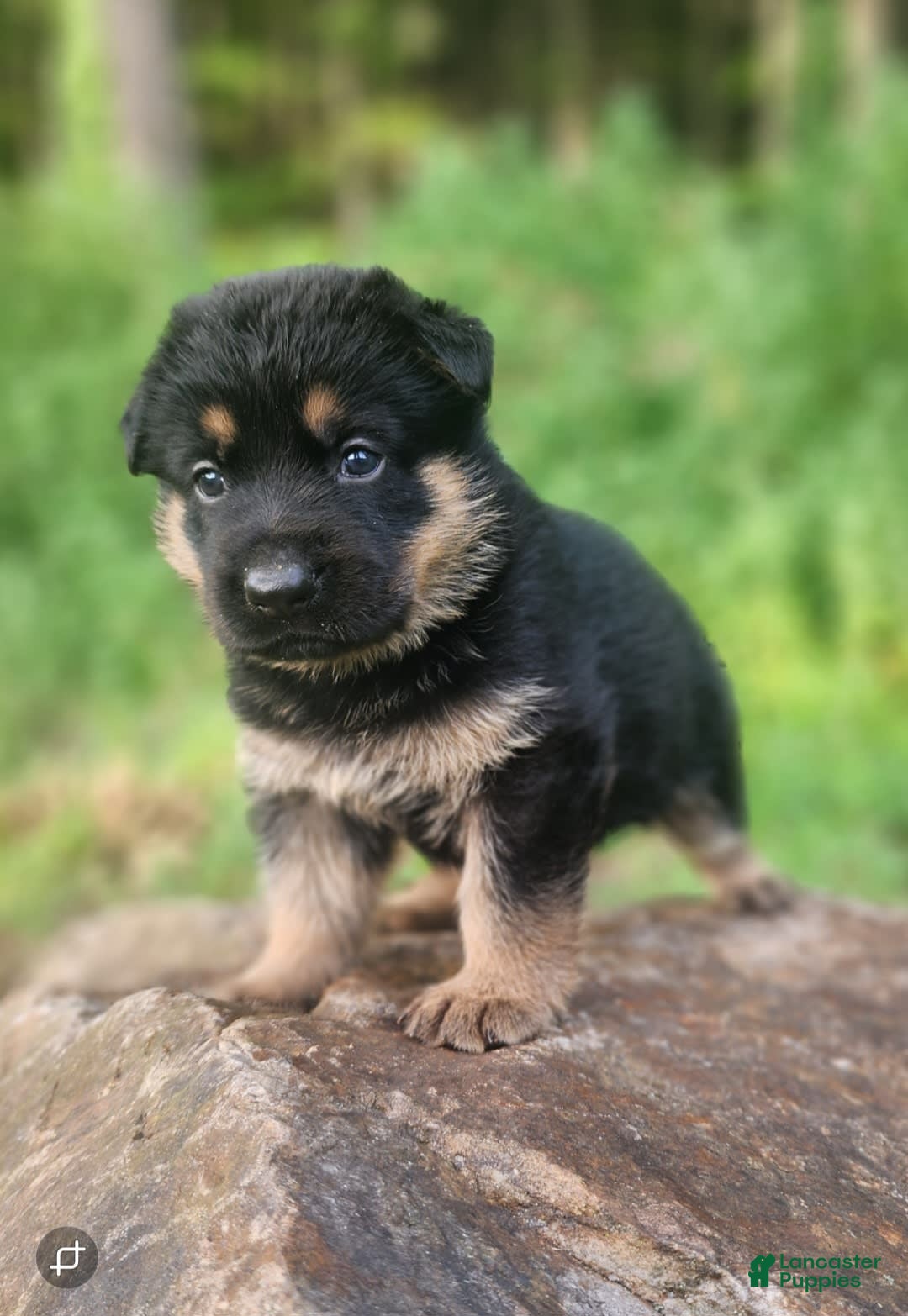 German Shepherd dogs for sale: Kimber - Image 1