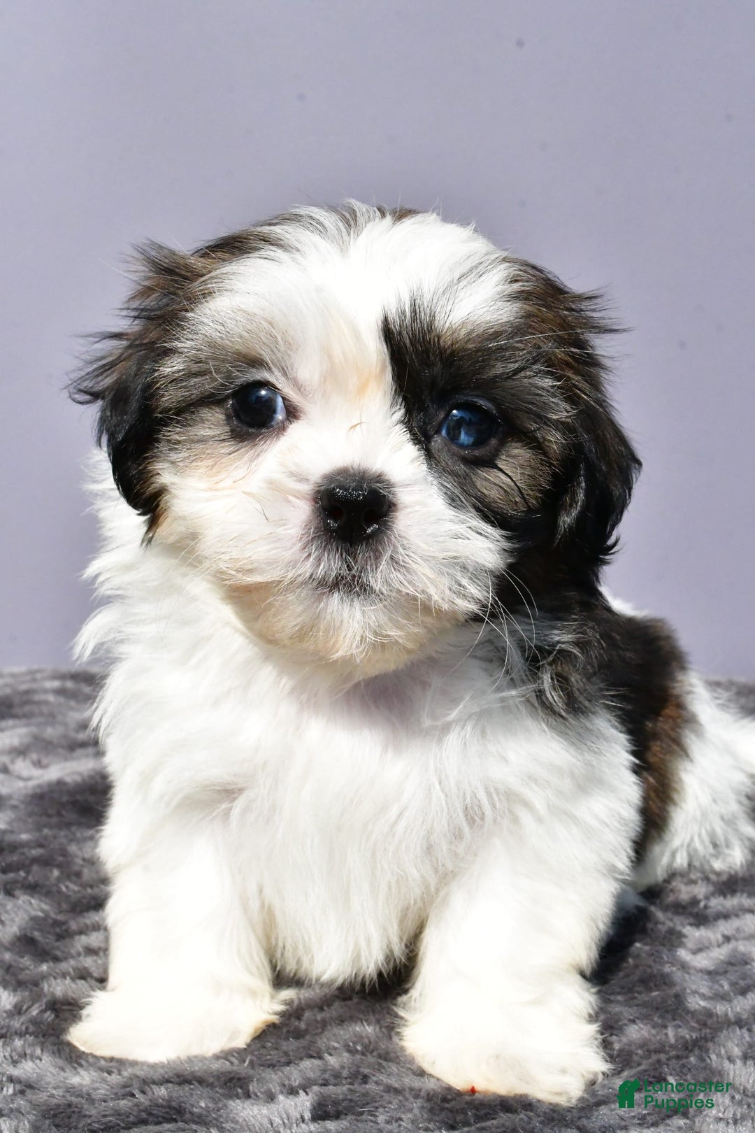 Shih Tzu dogs for sale: Uberta - Image 4