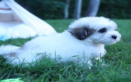 Shihpoo dogs for sale: Hank - Image 19