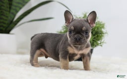 French Bulldog dogs for sale: French Bulldog 5 puppies - Image 29