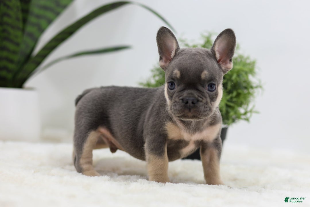 French Bulldog dogs for sale: French Bulldog 5 puppies - Image 29