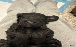 Mini Goldendoodle dogs for sale: Males Litter 2 - Image 19