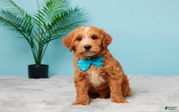 Mini Goldendoodle dogs for sale: Nash - Image 1